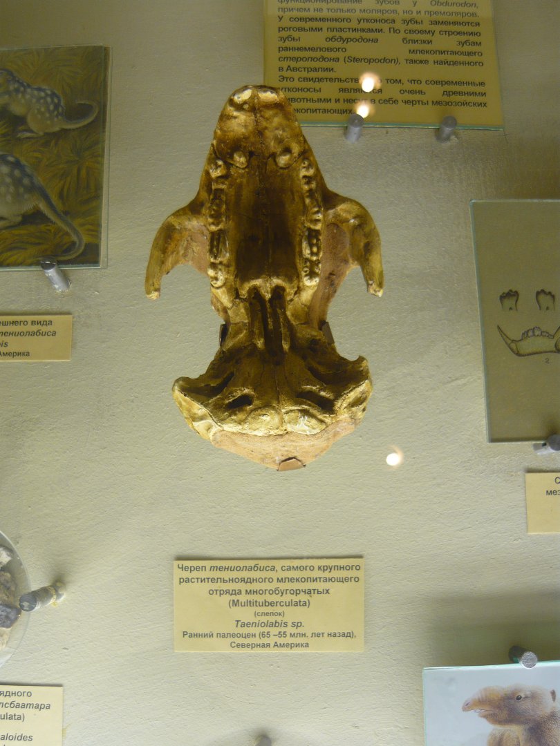 Taeniolabis sp. skull (cast)