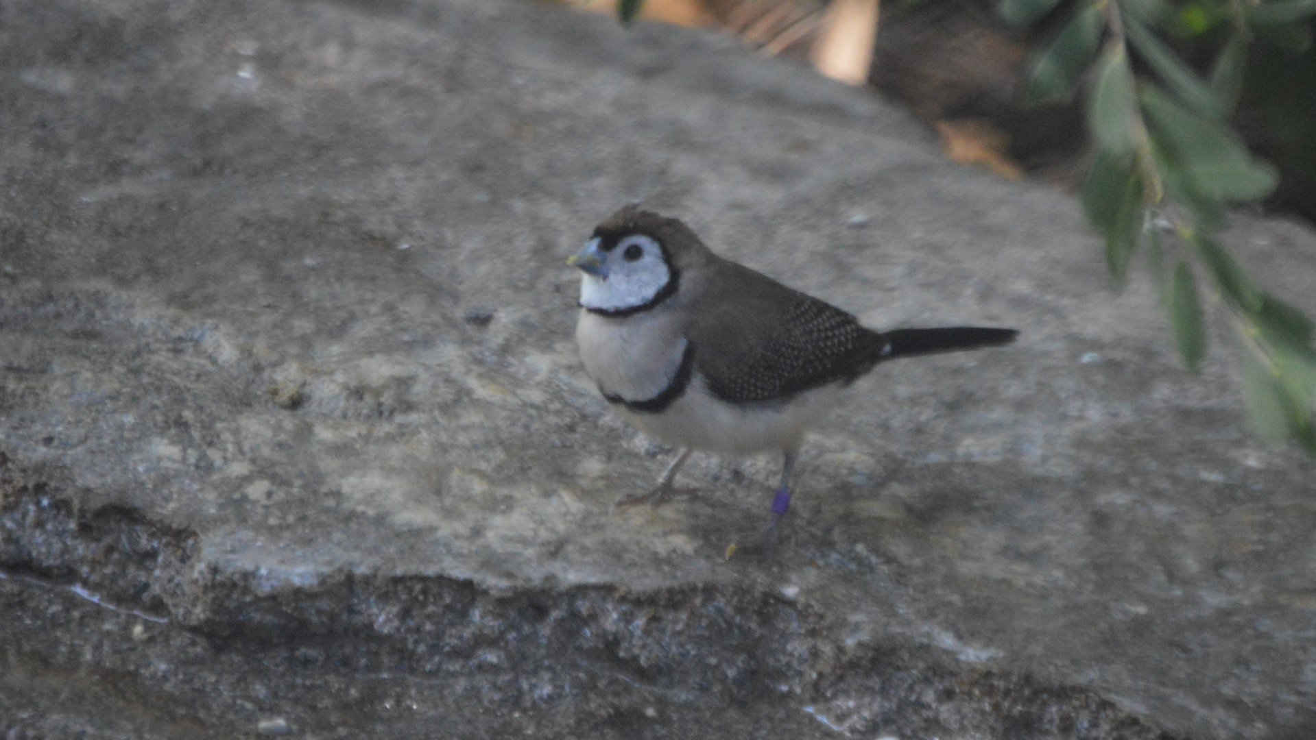 Taeniopygia bichenovii