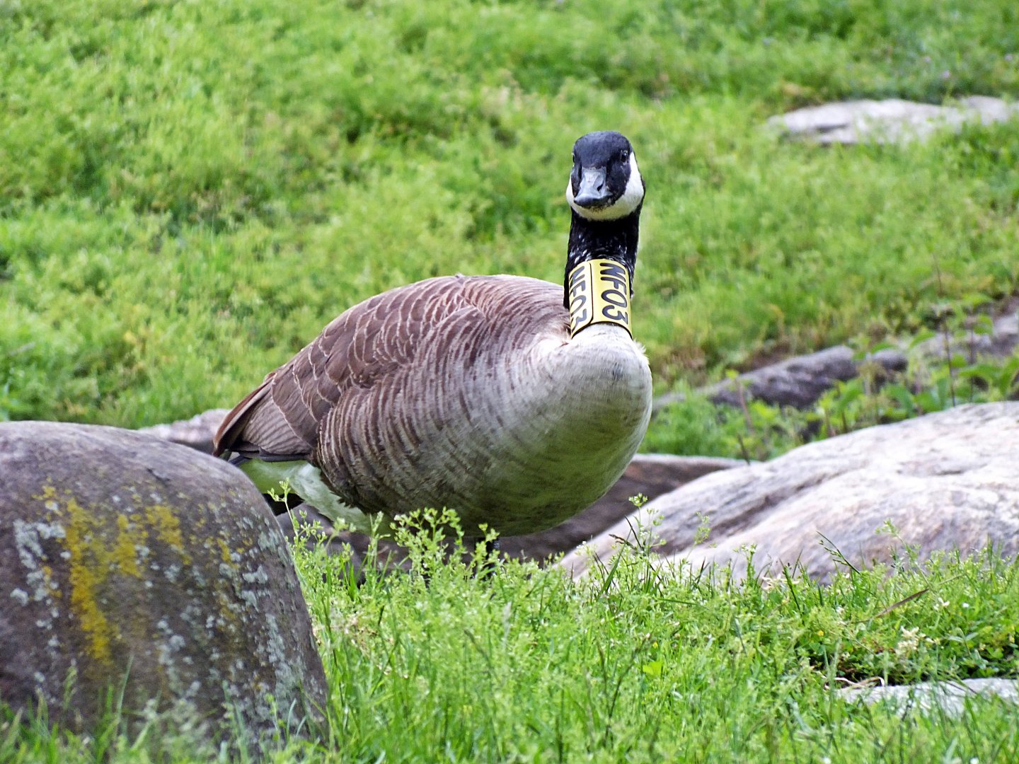 Tagged Atlantic Canada goose