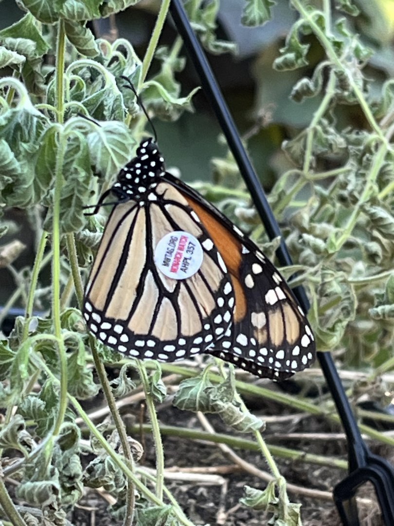 Tagged Monarch Butterfly