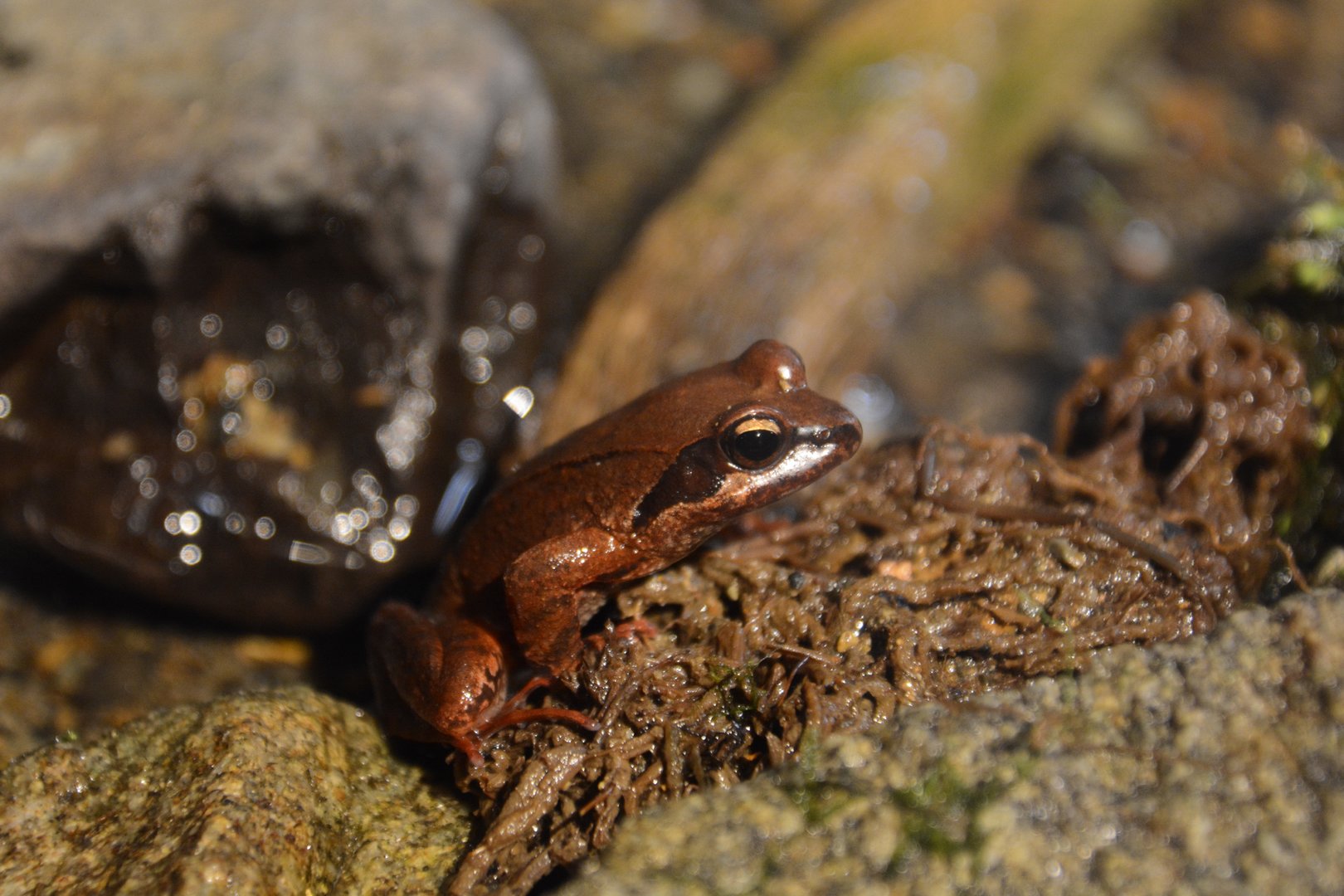 Tago's brown frog (Rana tagoi tagoi)