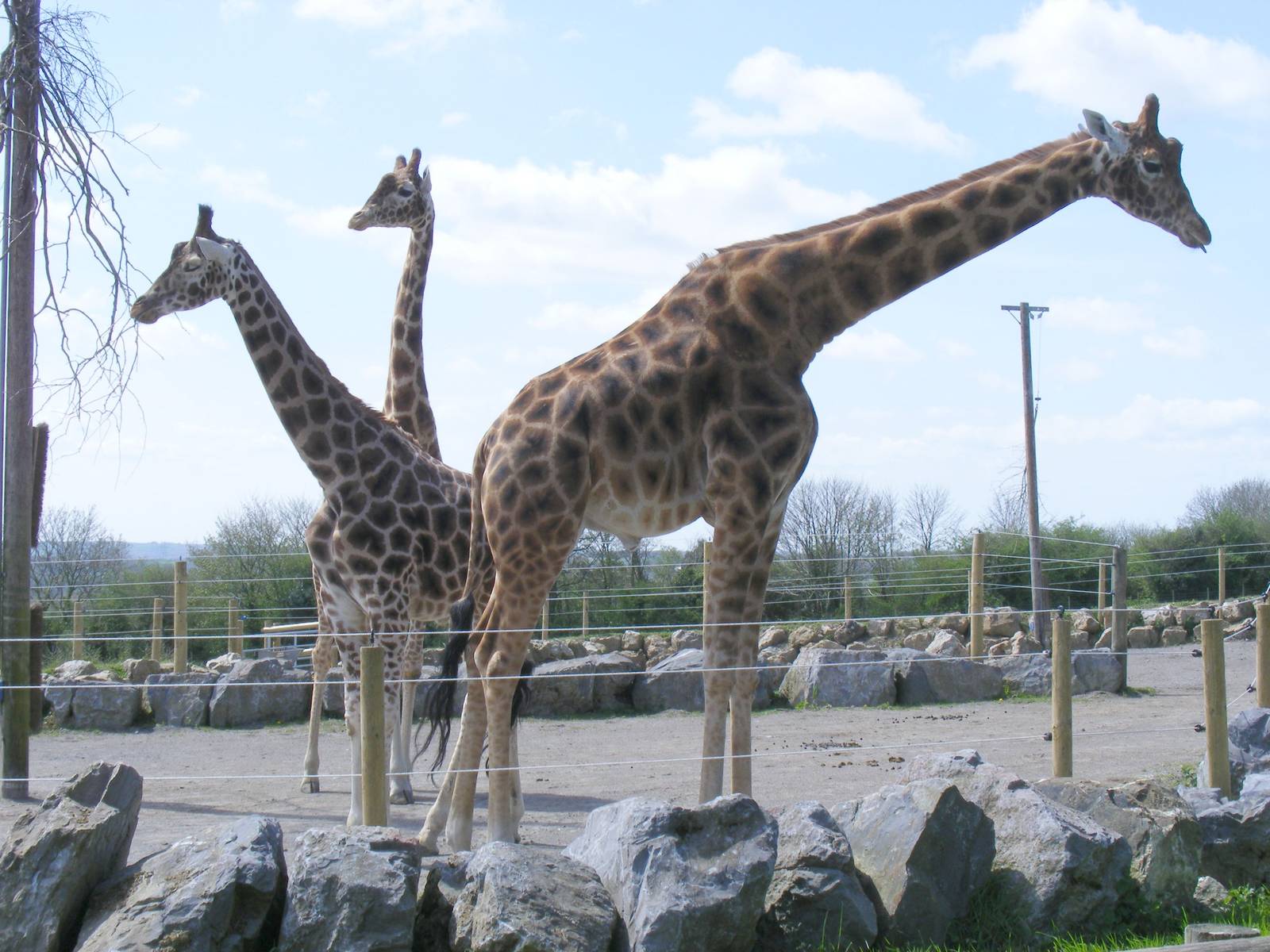 Taharqa, Rafiki and Zulu the giraffes at Folly Farm Zoo, 2 May 2010
