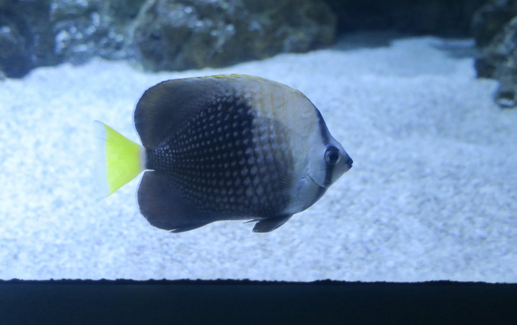 Tahiti Butterflyfish (Chaetodon trichrous)