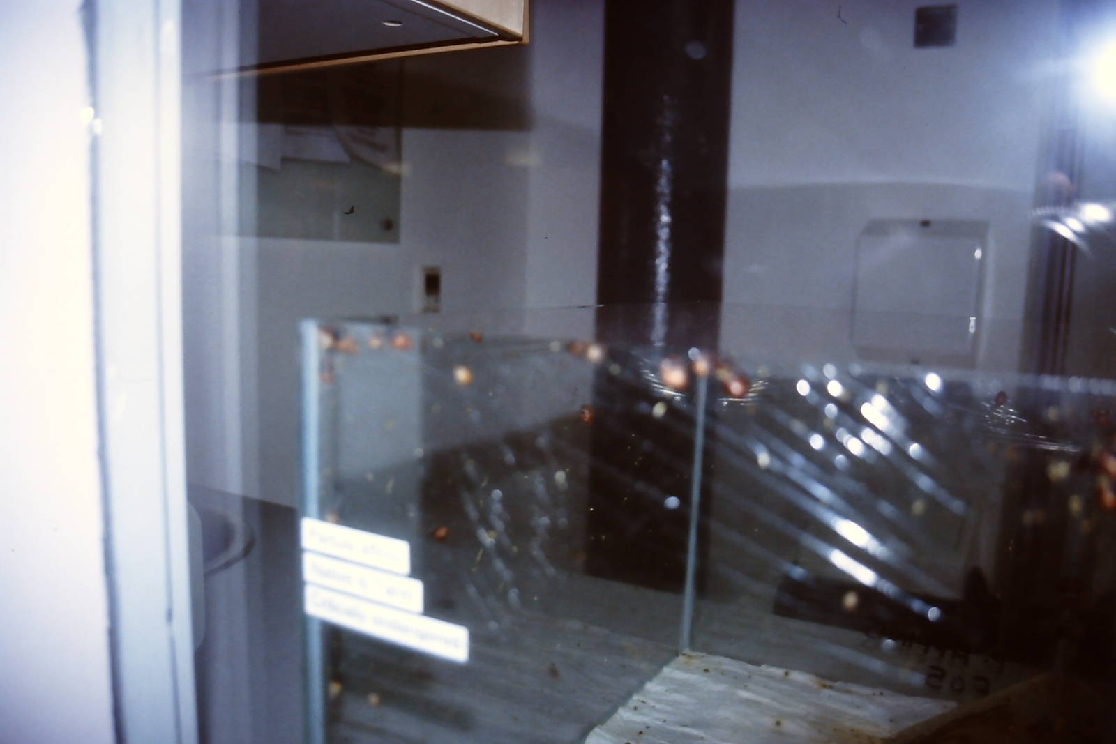 Tahiti tree snails, Bug World, Liverpool 2010