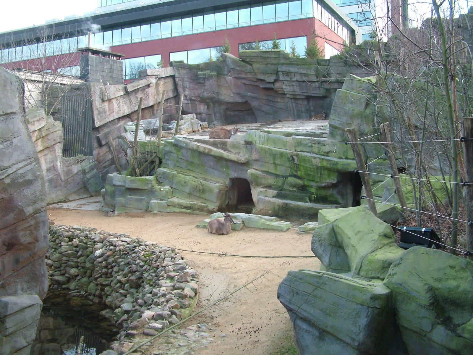 Tahr and Takin enclosure at Antwerp Zoo Jan 09