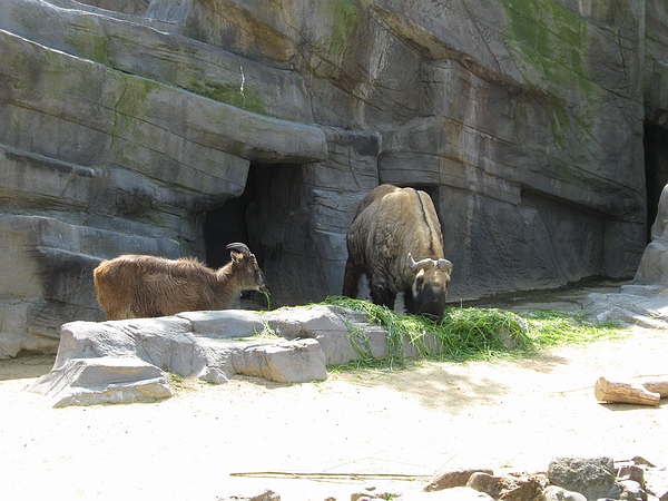 Tahr and Takin