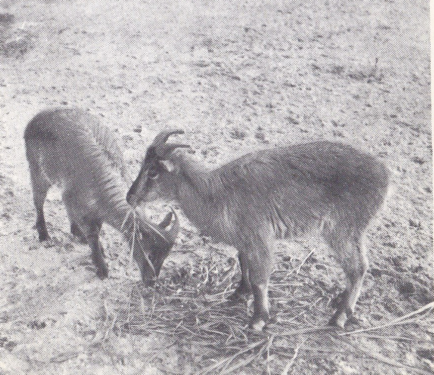 Tahr - early 1970s