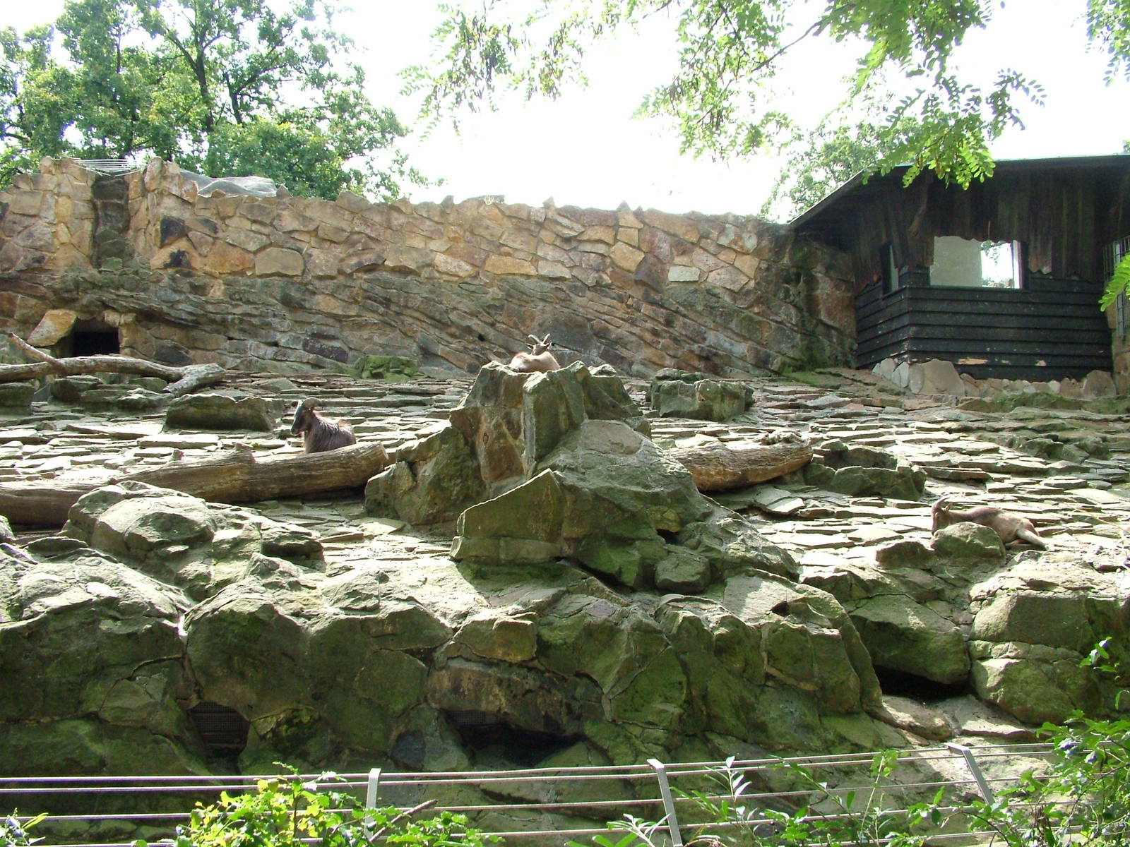 Tahr Exhibit at Berlin Zoo, 31/08/11