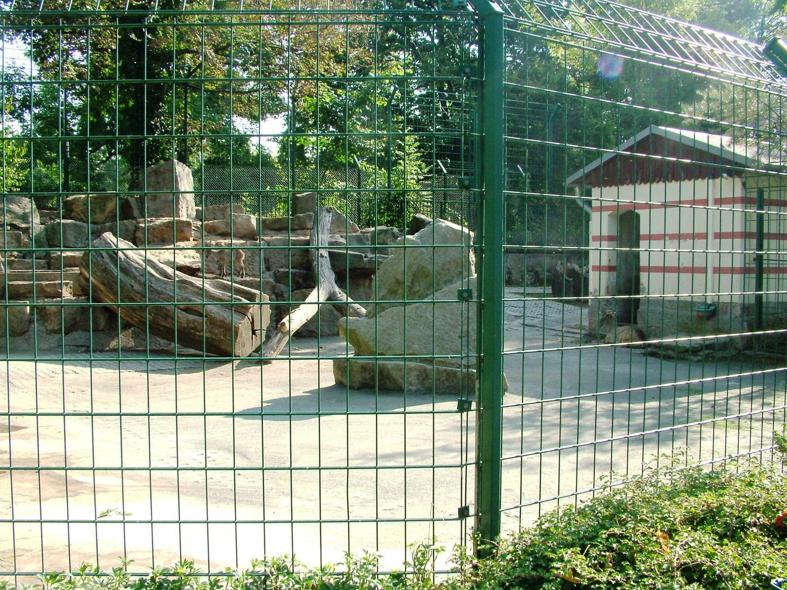 Tahr Exhibit at Dresden, 29/08/12