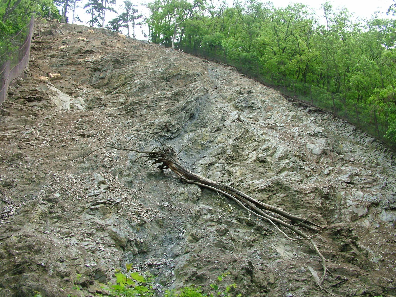 Tahr exhibit at Prague, 24/05/10