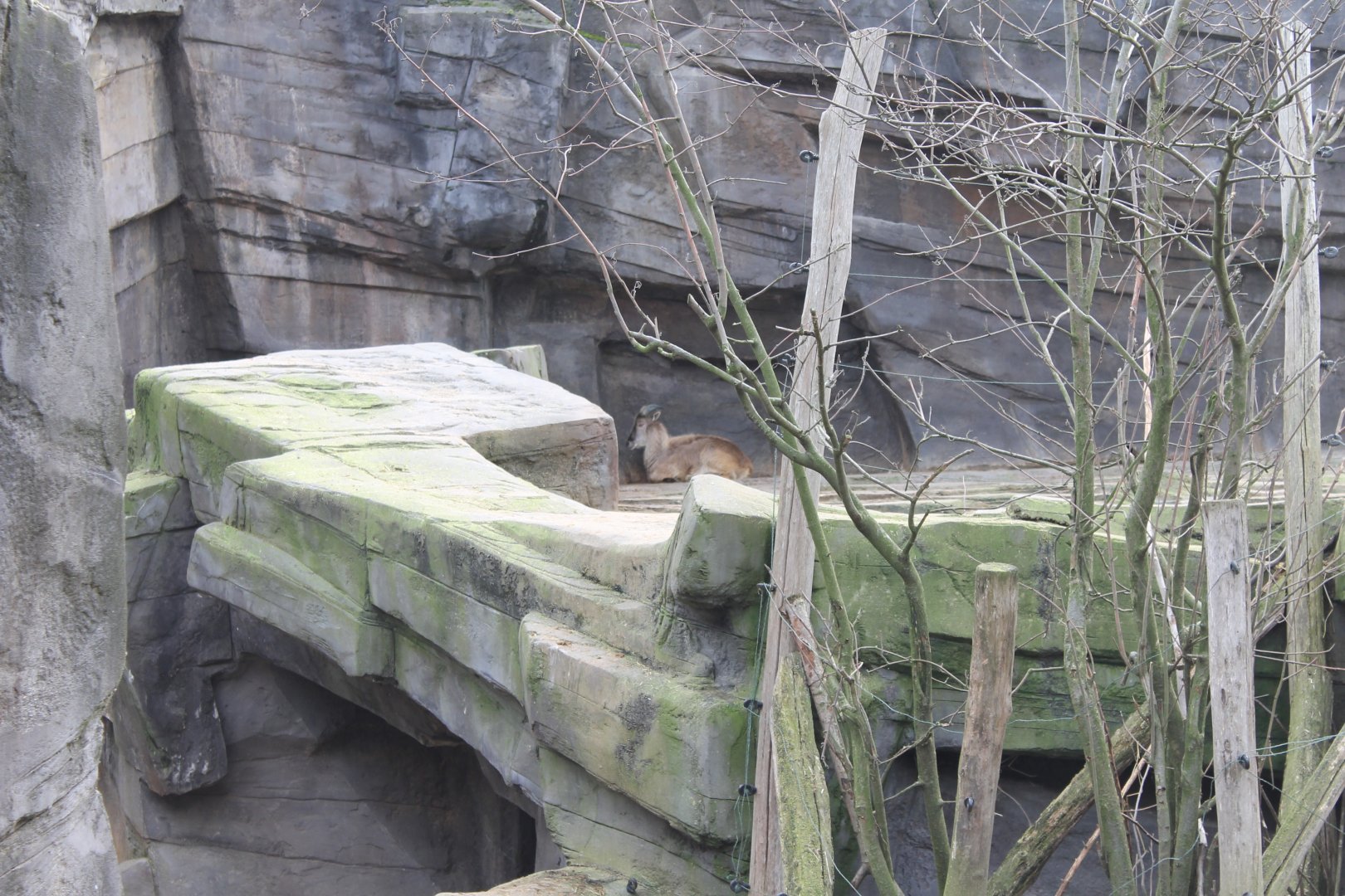 Tahr - Takin enclosure