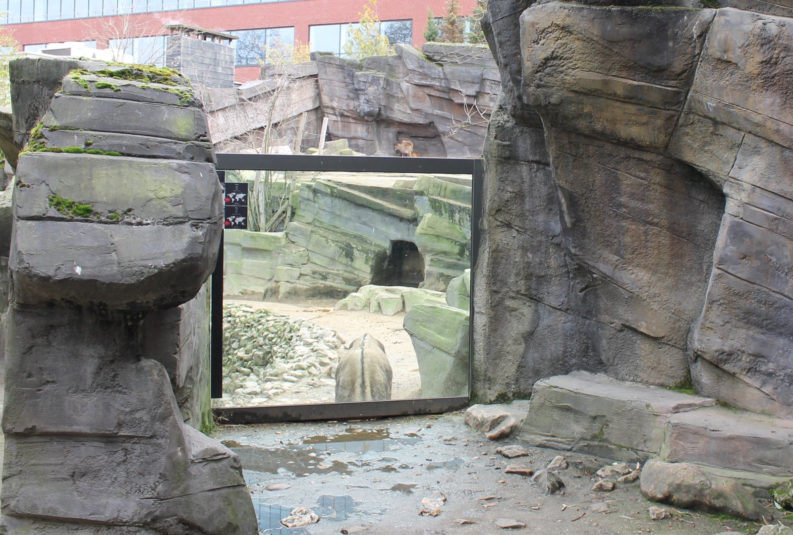 Tahr - Takin enclosure