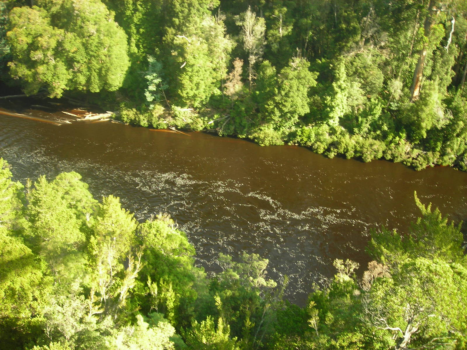 Tahune Forest Reserve