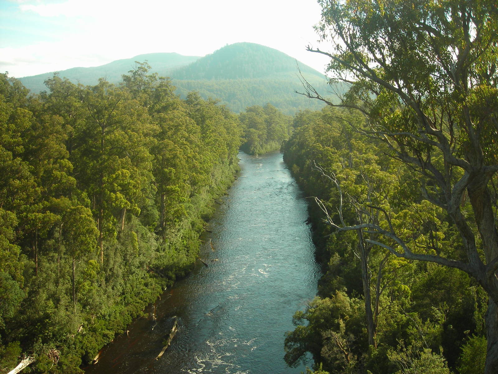 Tahune Forest Reserve