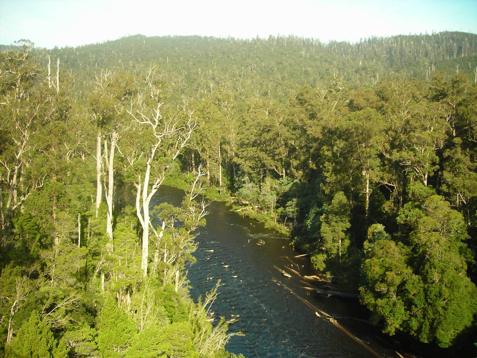 Tahune Forest Reserve