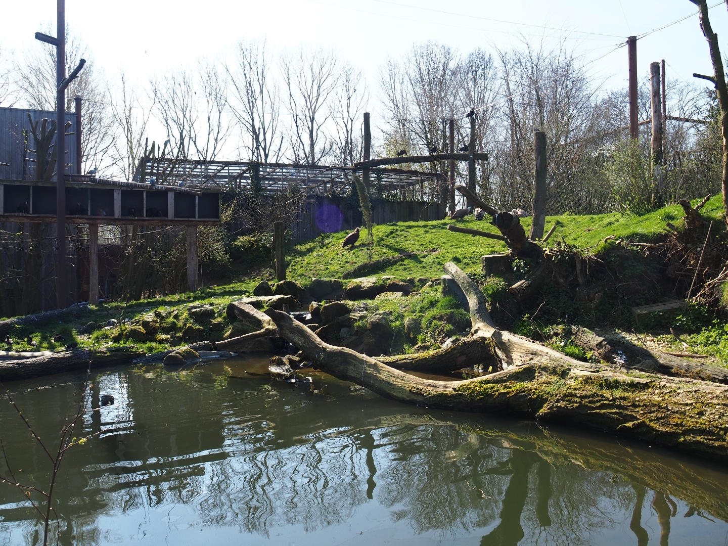 Taiga aviary, 2019-03-30