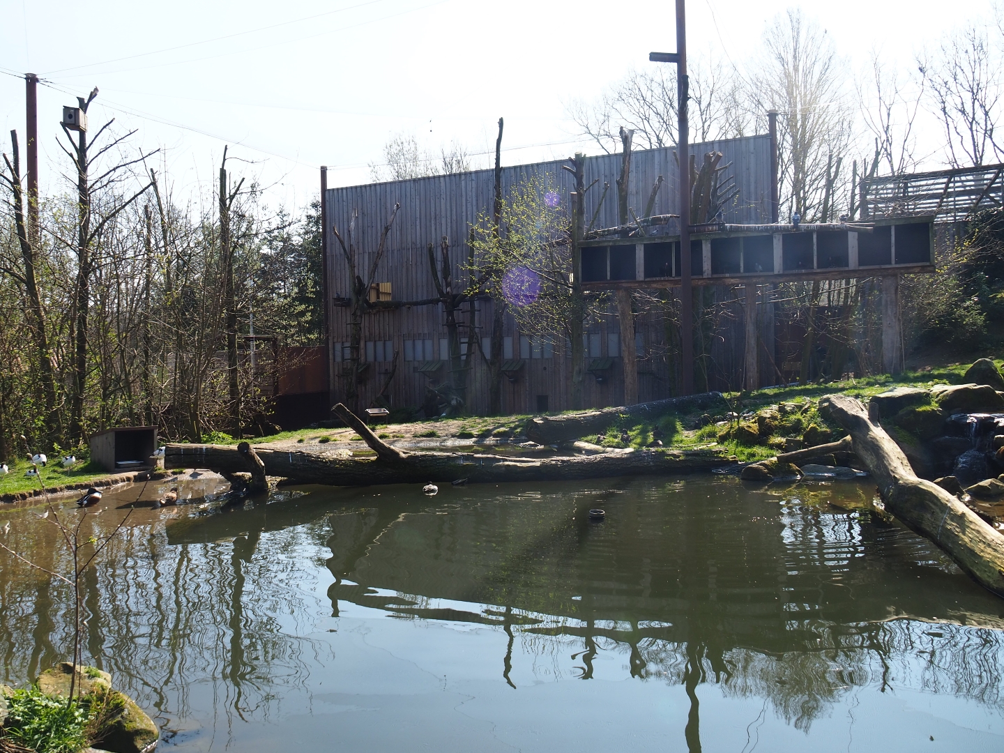 Taiga aviary, 2019-03-30