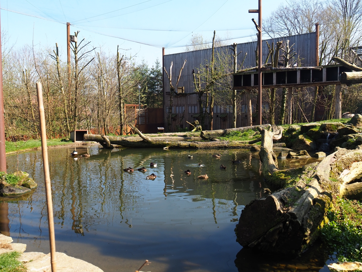 Taiga aviary, 2019-03-30