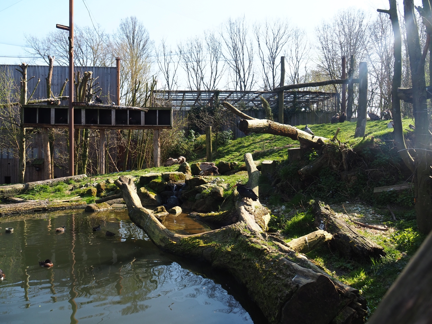 Taiga aviary, 2019-03-30