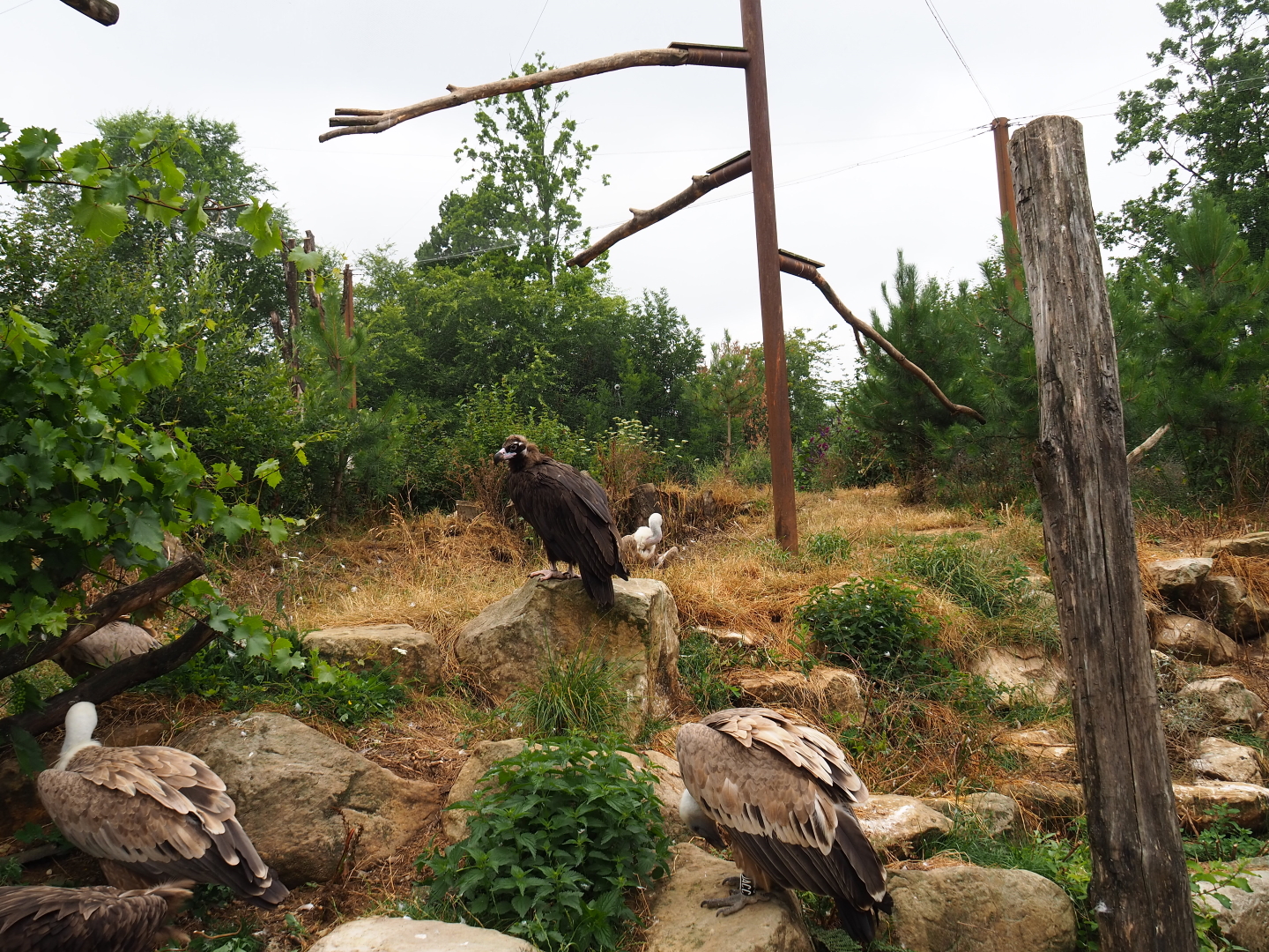 Taiga aviary, 2019-07-21