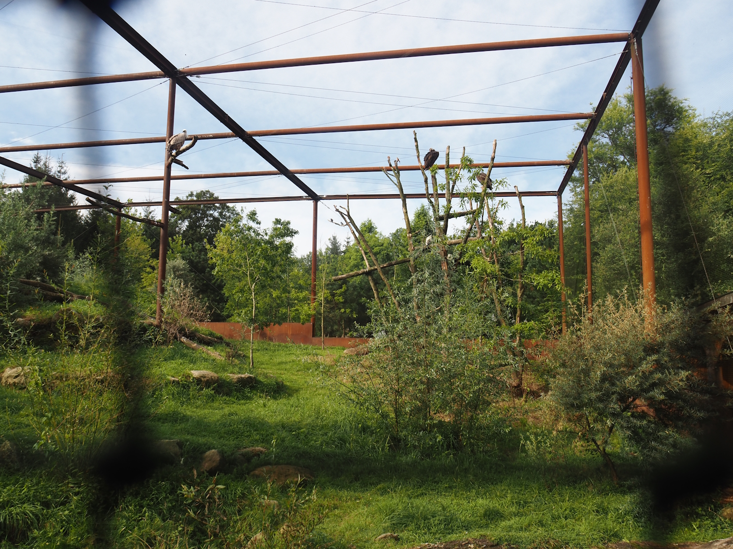 Taiga aviary, 2024-08-21