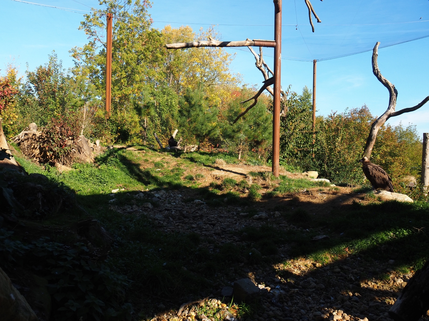 Taiga aviary (Oct 13th, 2018)