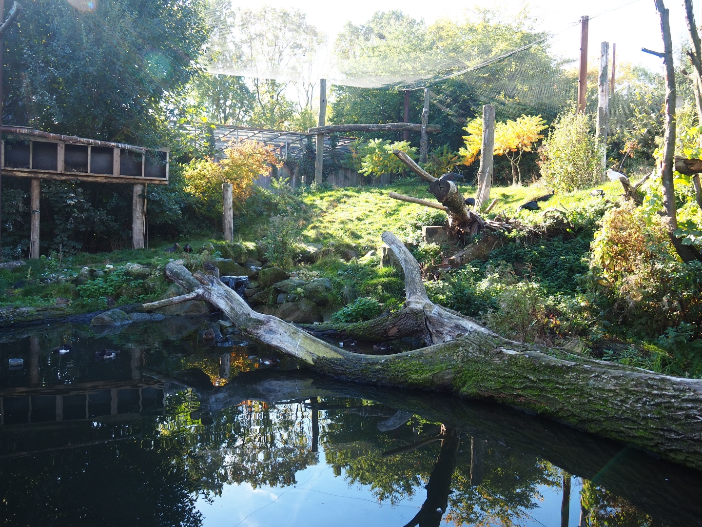 Taiga aviary (Oct 13th, 2018)