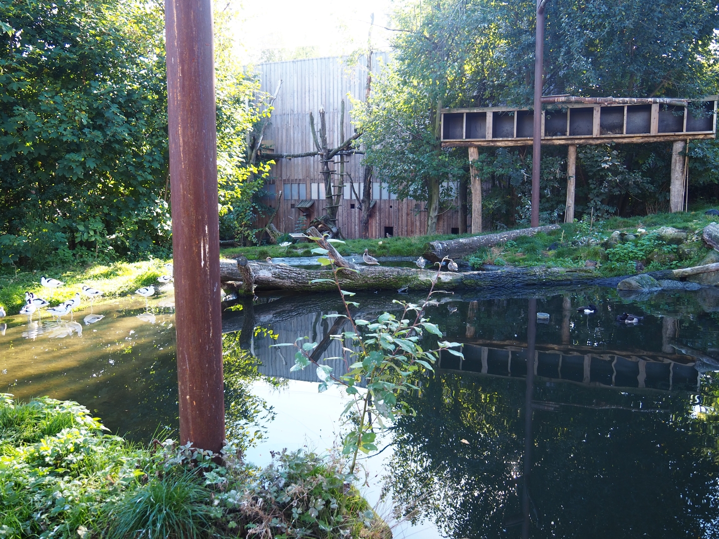 Taiga aviary (Oct 13th, 2018)