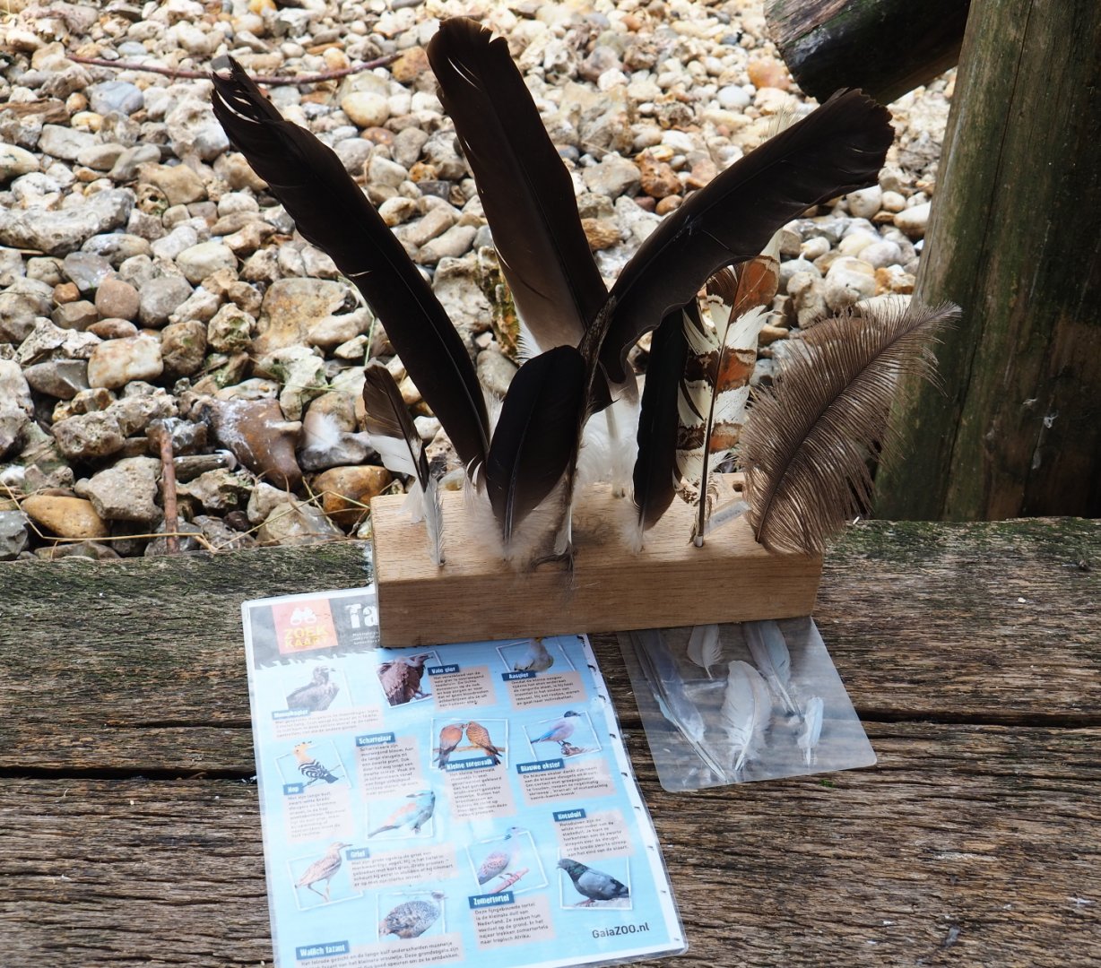 Taiga aviary volunteer guide materials, 2019-07-21