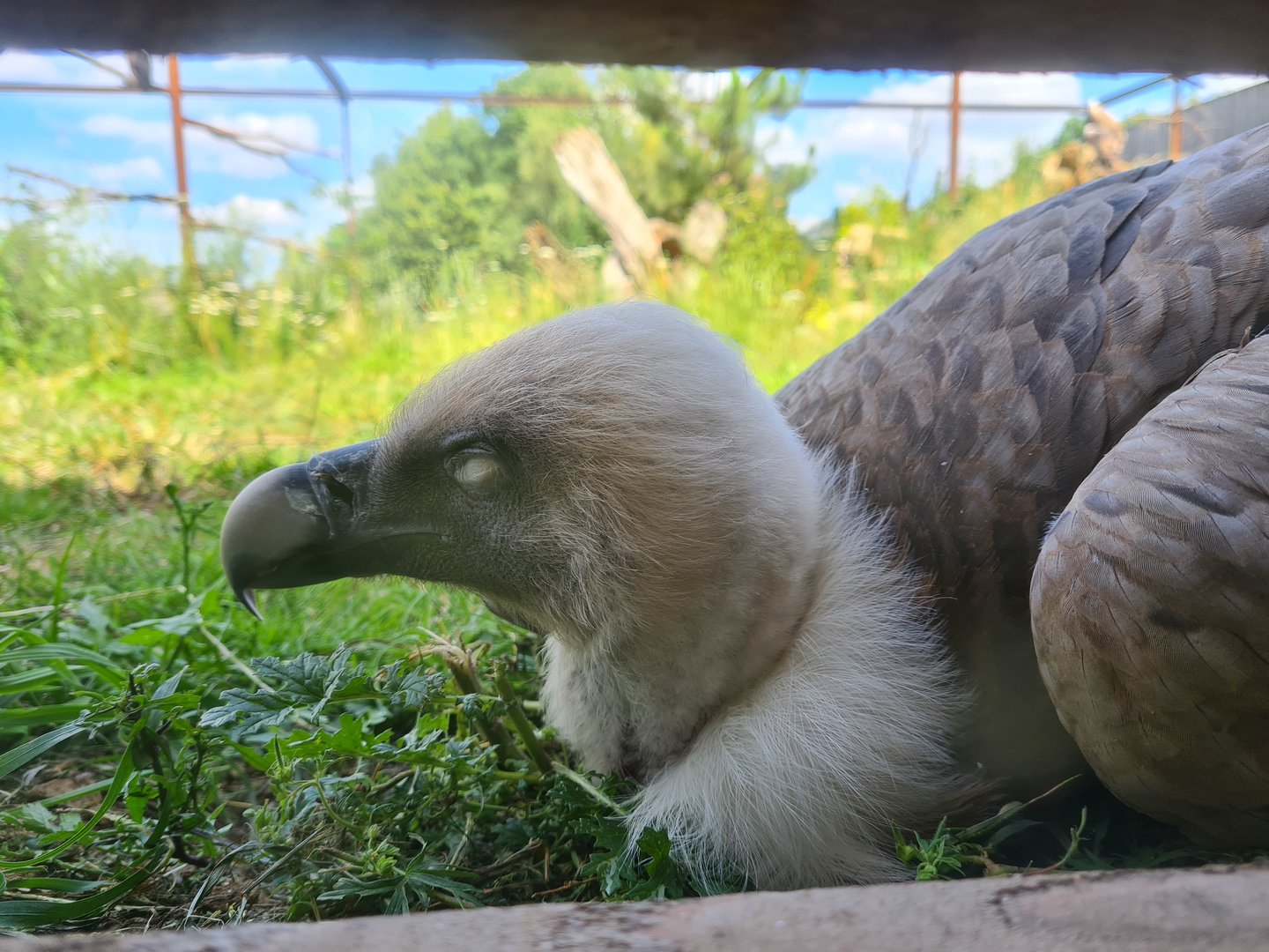 Taiga aviary - Western Eurasian griffon vulture