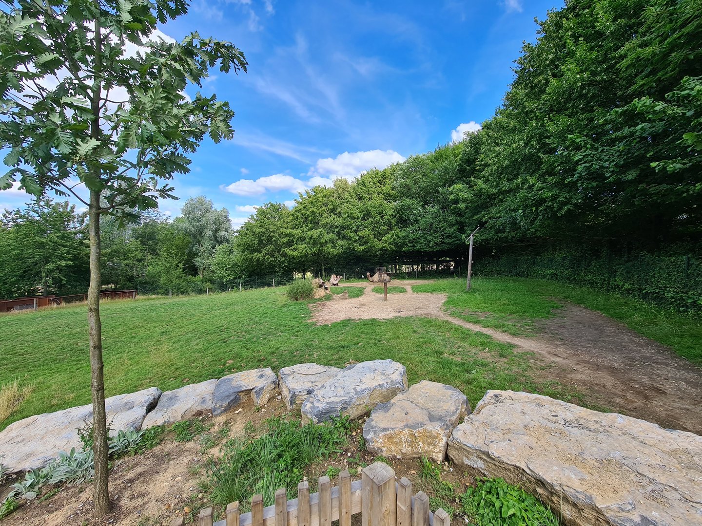 Taiga - Bactrian camel enclosure