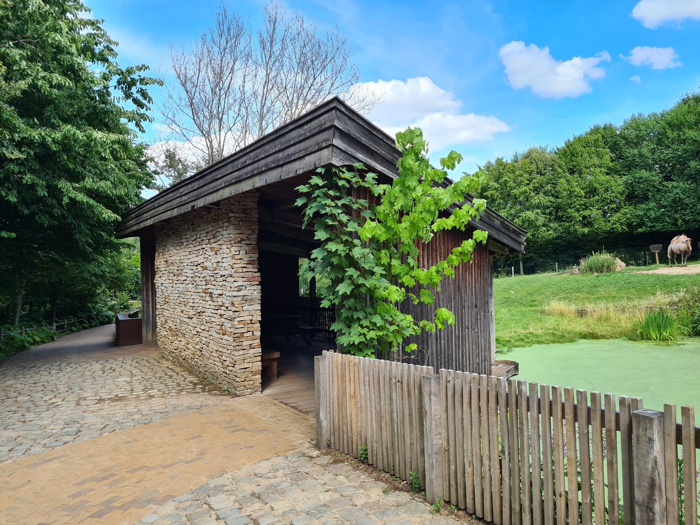 Taiga - Bactrian camel viewing hut