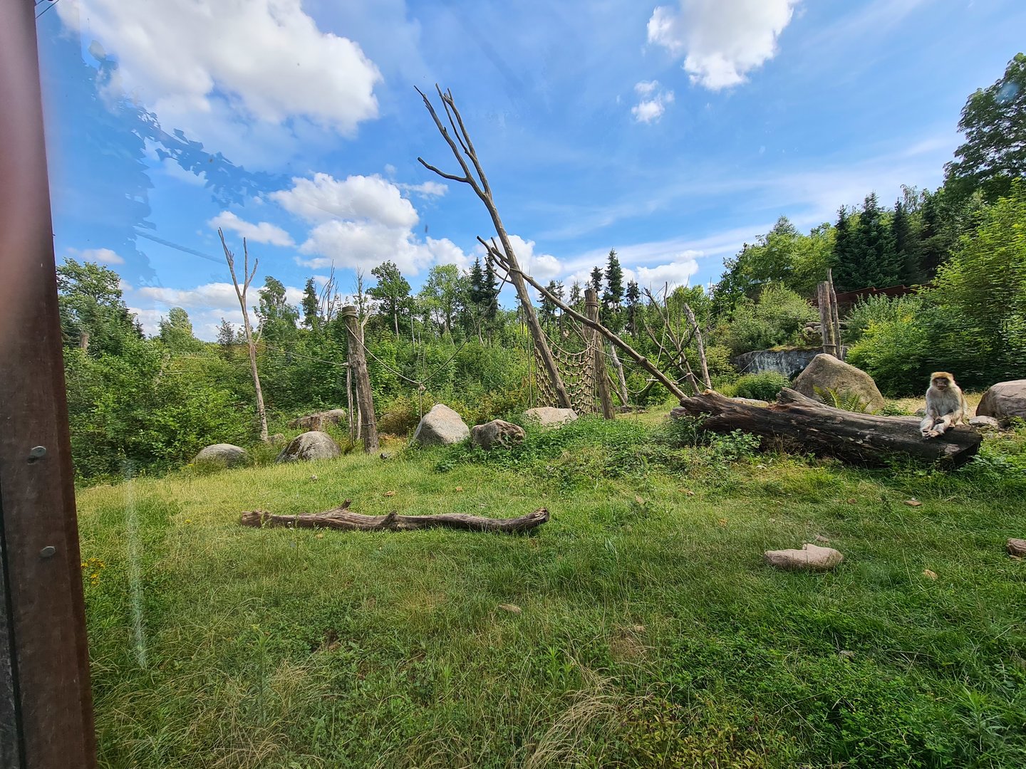 Taiga - Barbary macaque enclosure