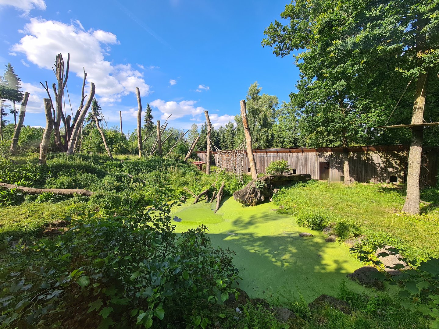 Taiga - Barbary macaque enclosure