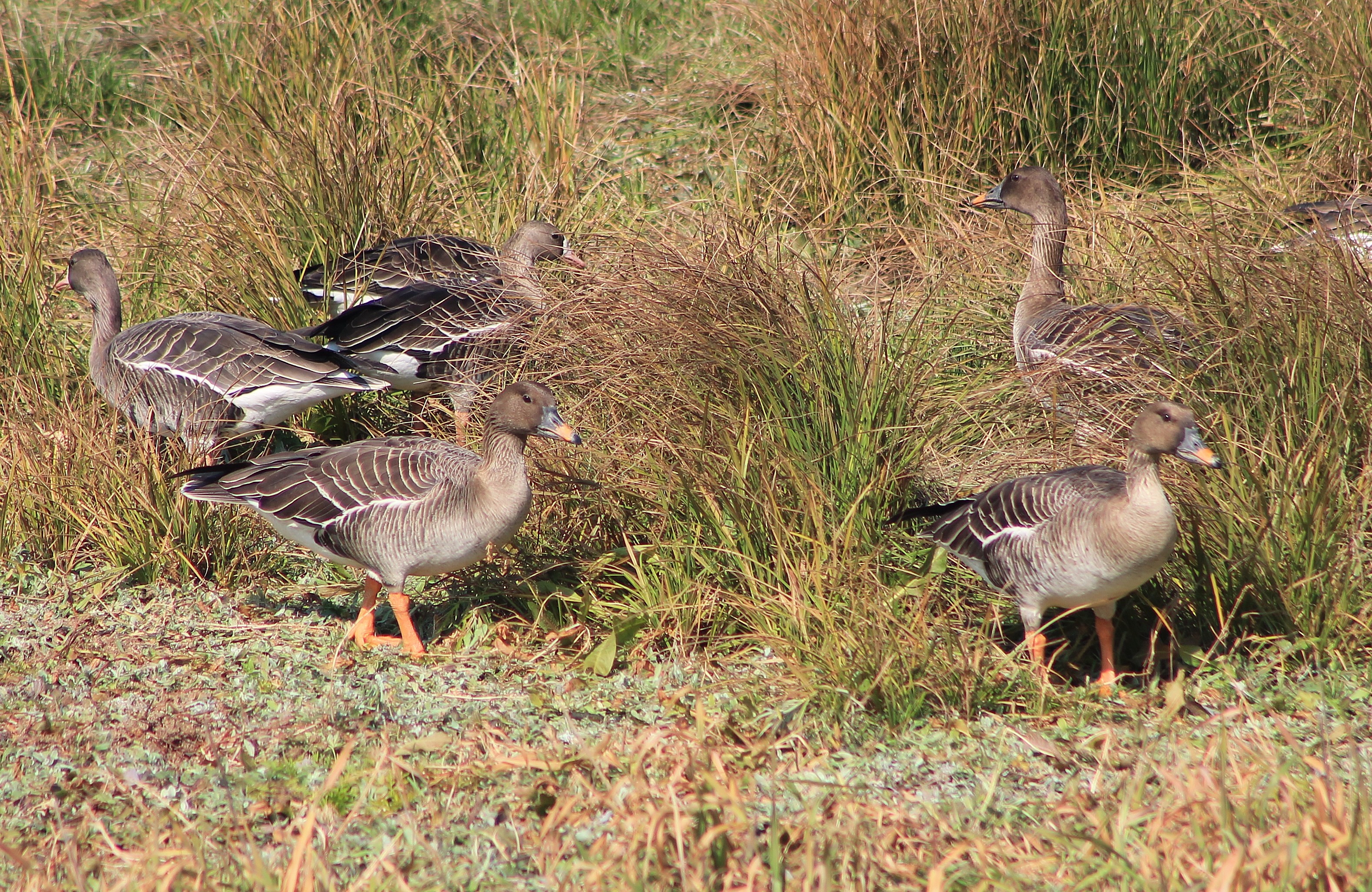 Taiga Bean Geese (Anser fabalis)