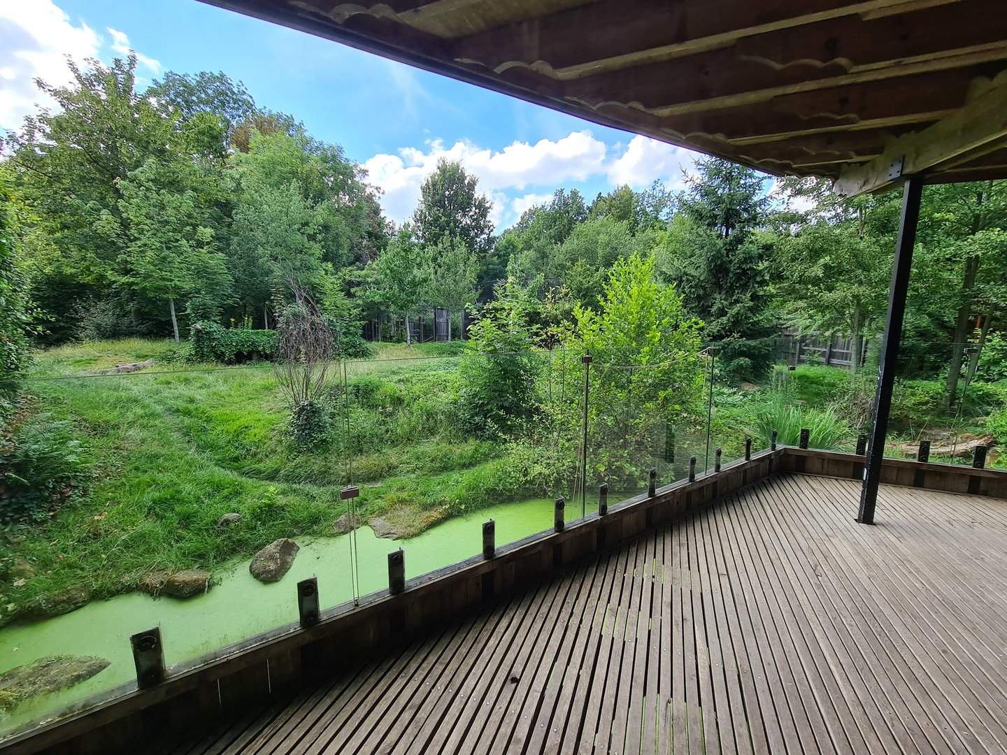 Taiga - Eurasian grey wolf enclosure