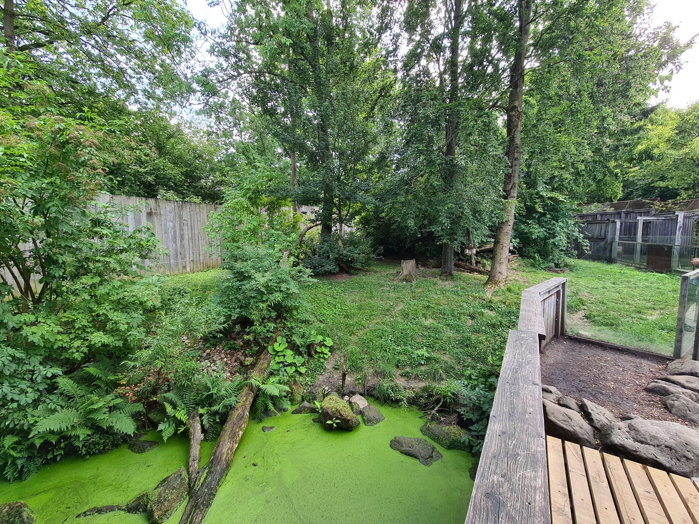 Taiga - Eurasian grey wolf enclosure