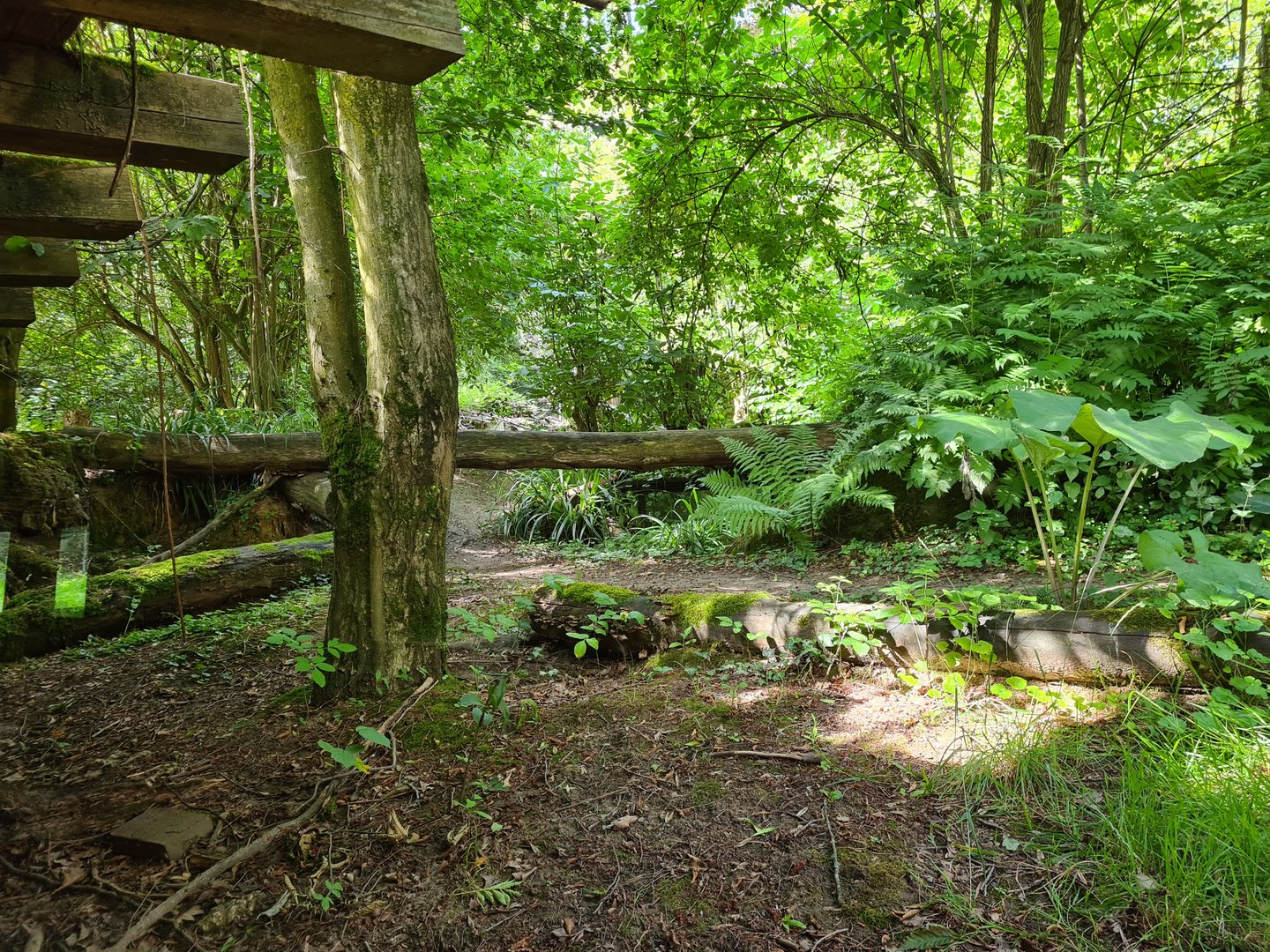 Taiga - Eurasian grey wolf enclosure