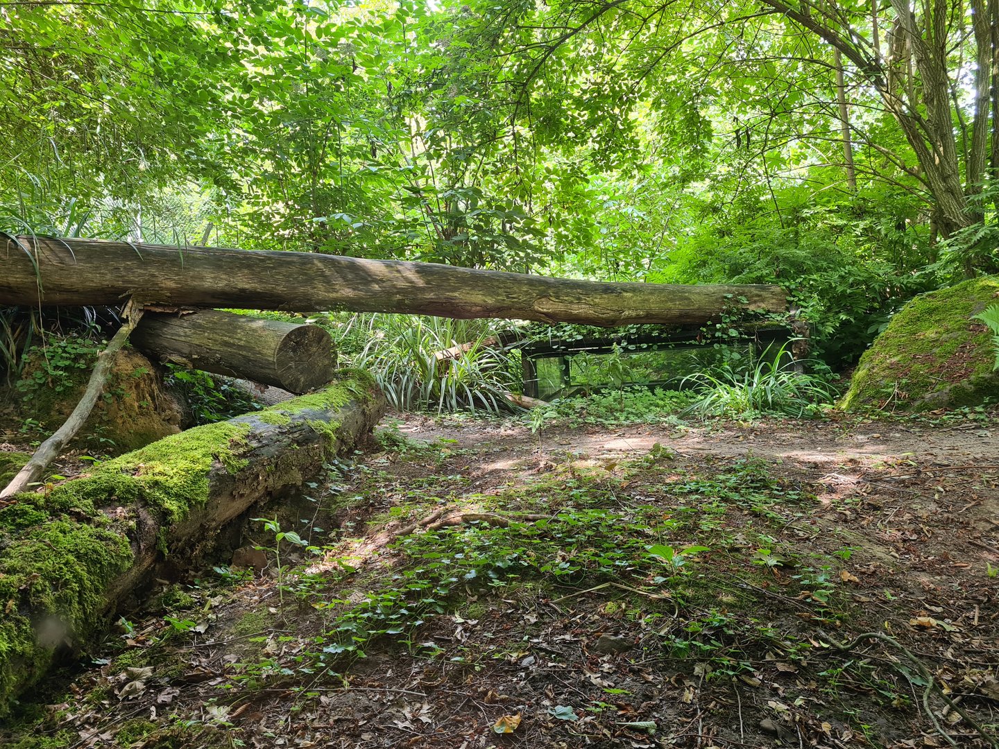 Taiga - Eurasian grey wolf enclosure