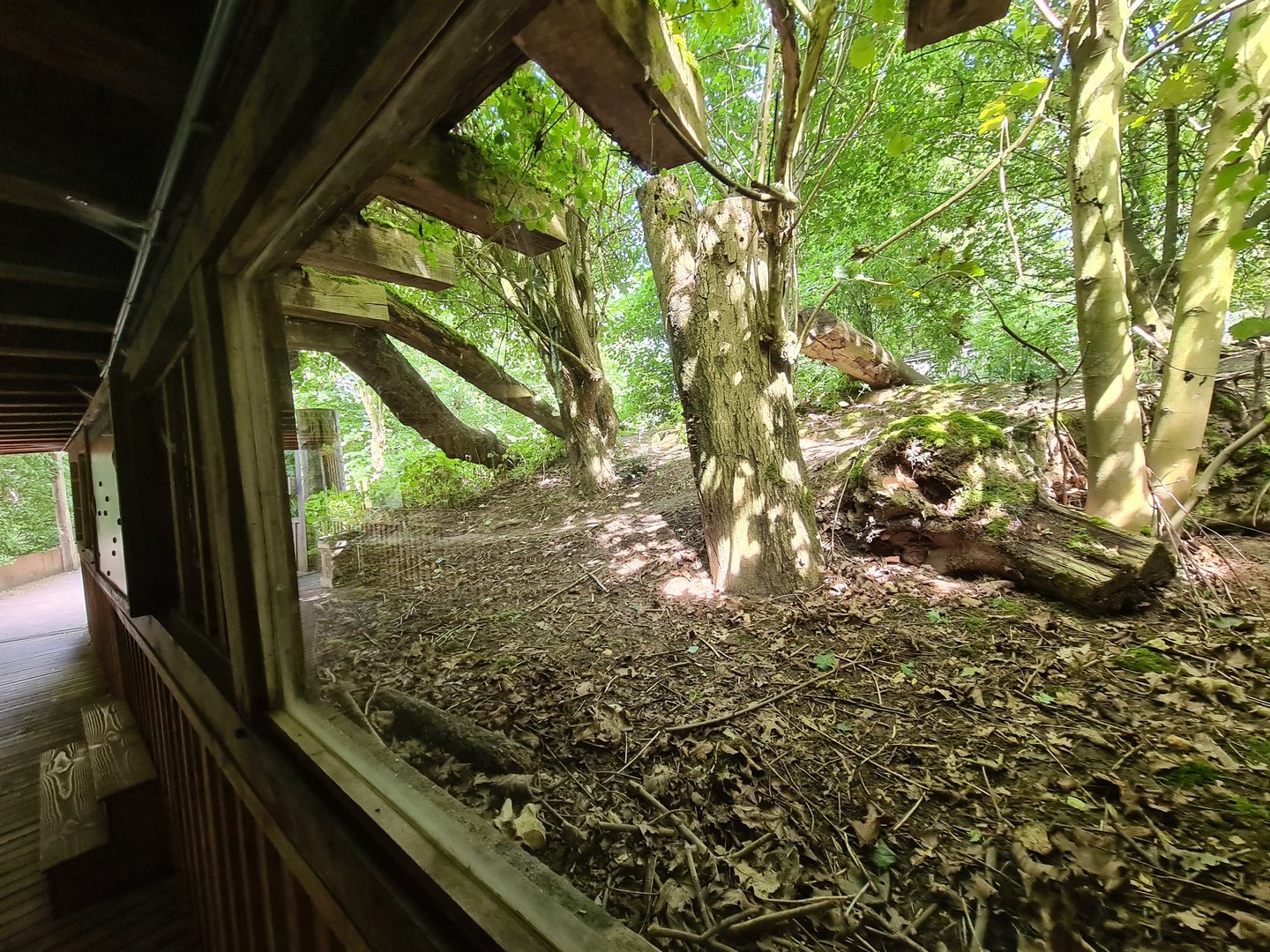 Taiga - Eurasian grey wolf enclosure