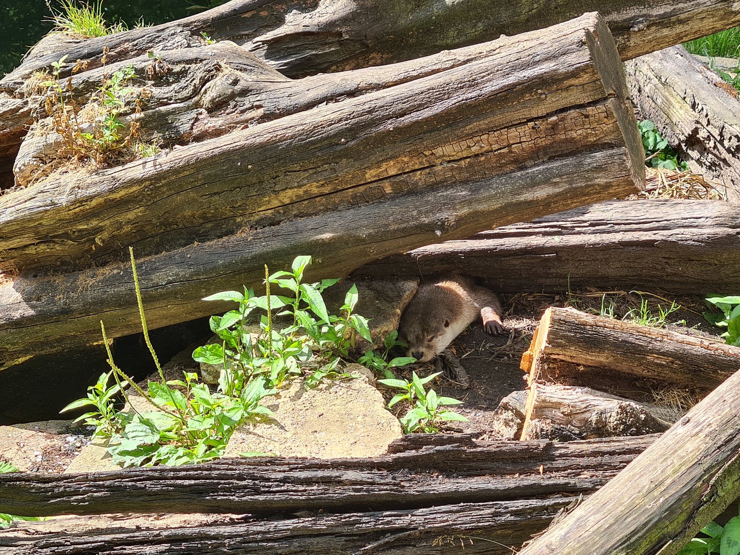 Taiga - Eurasian otter