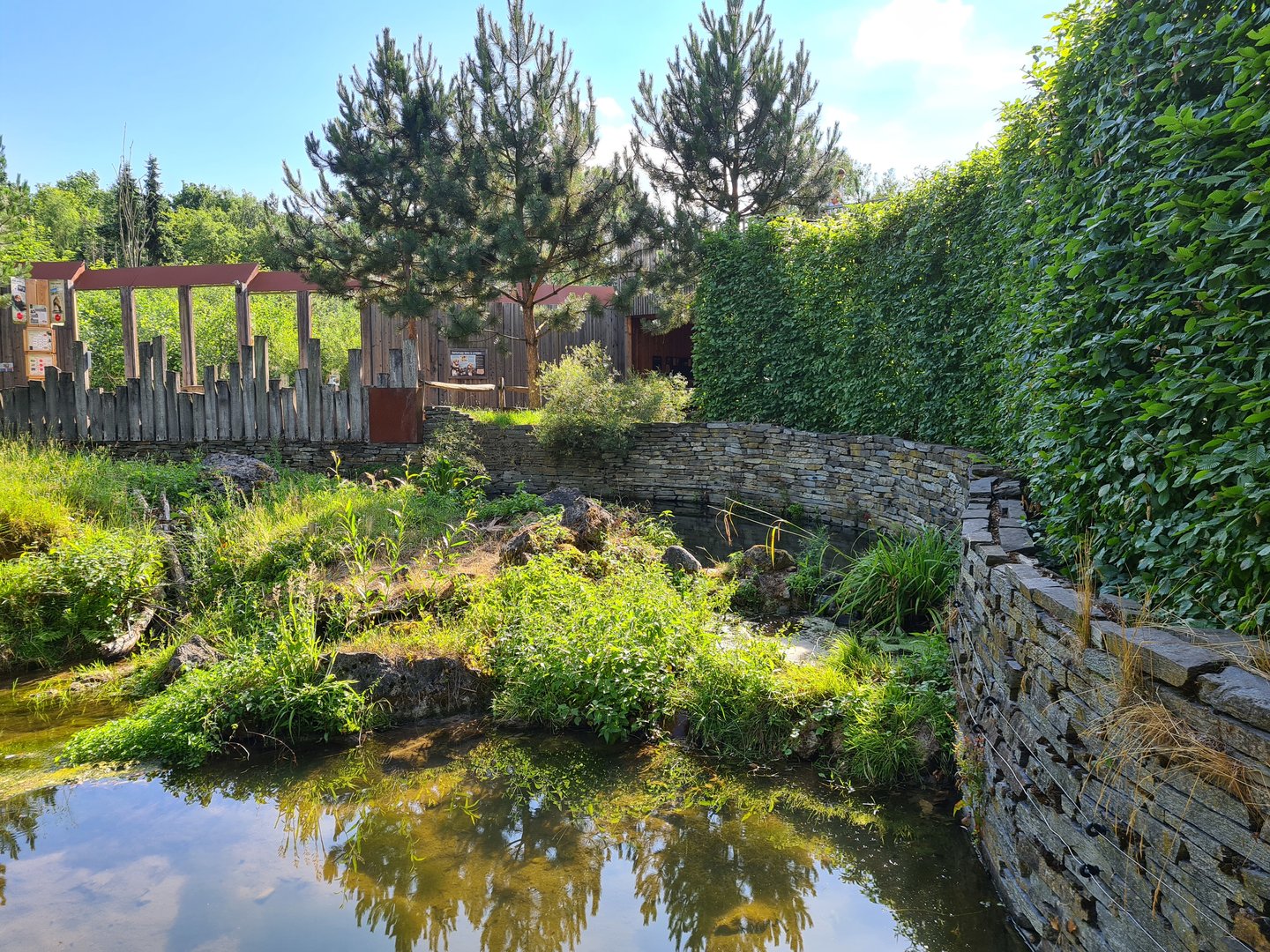 Taiga - European beaver enclosure