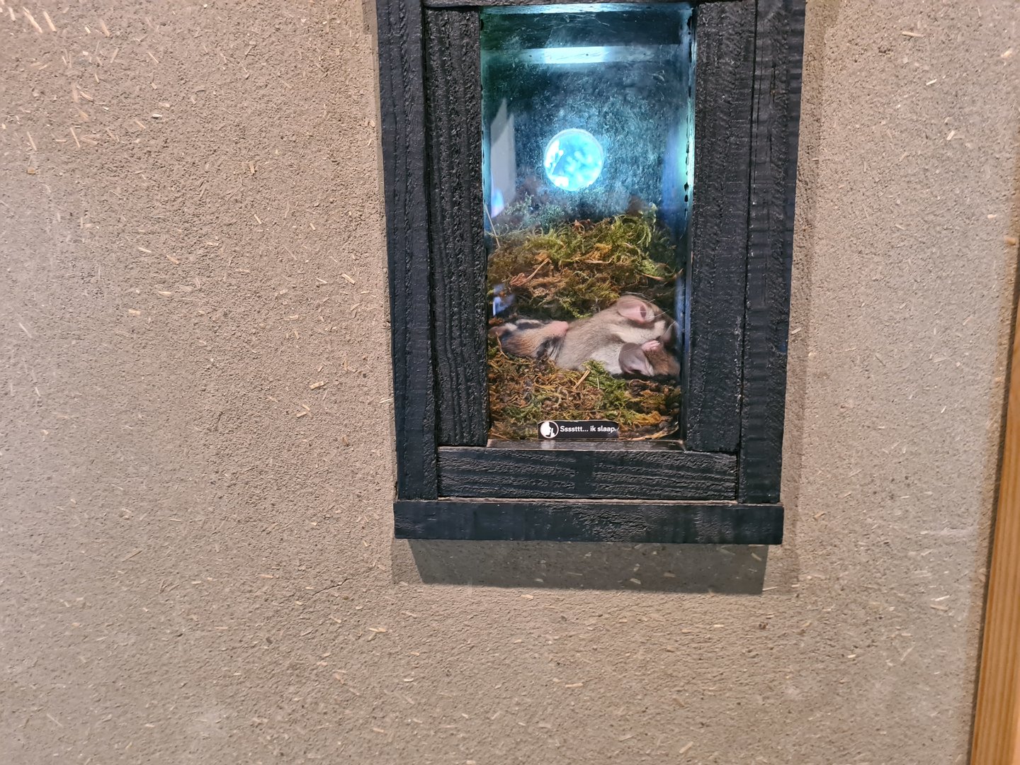 Taiga - European garden dormice in nesting box