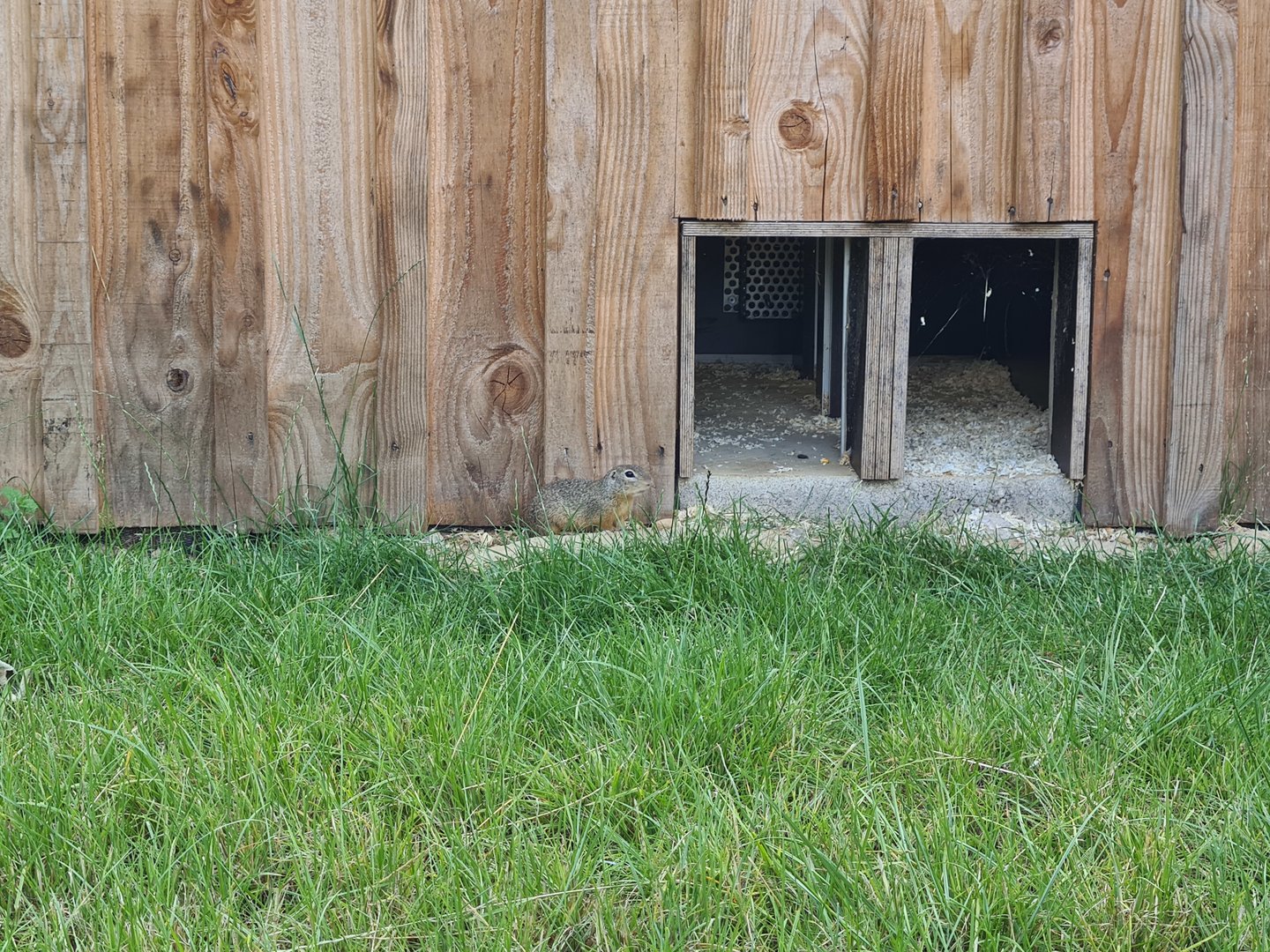 Taiga - European ground squirrel
