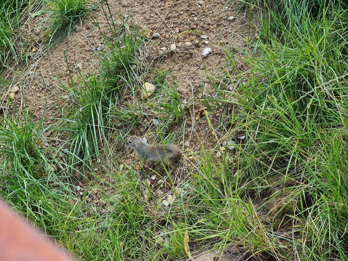 Taiga - European ground squirrel