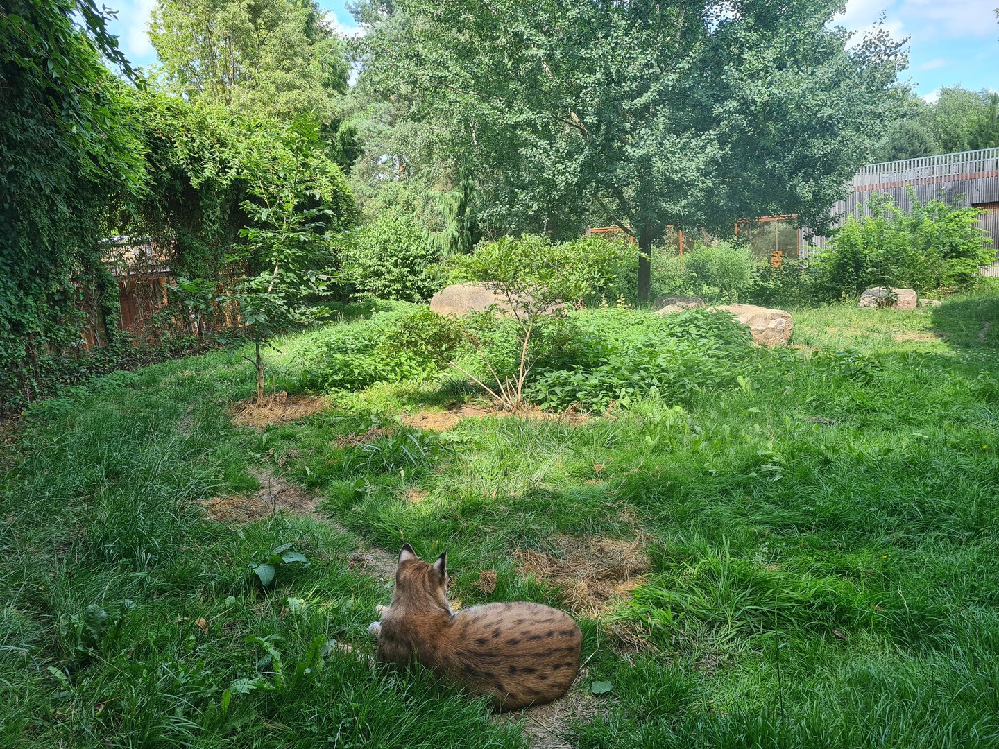Taiga - European lynx enclosure