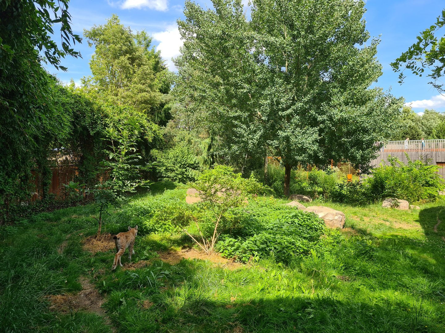 Taiga - European lynx enclosure