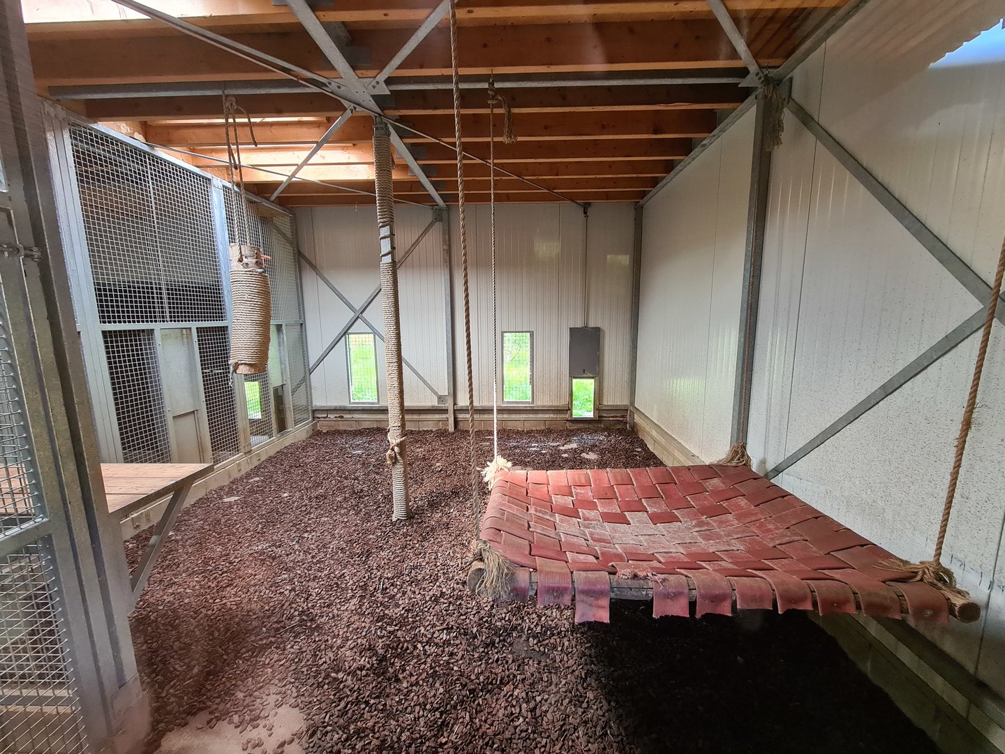 Taiga - European lynx indoor holding