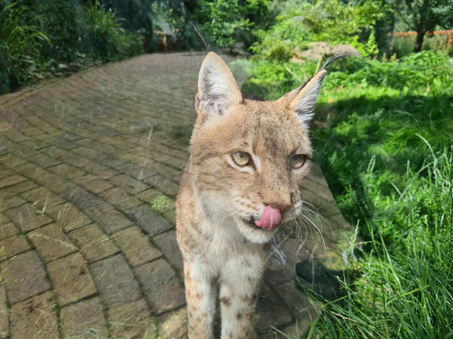 Taiga - European lynx