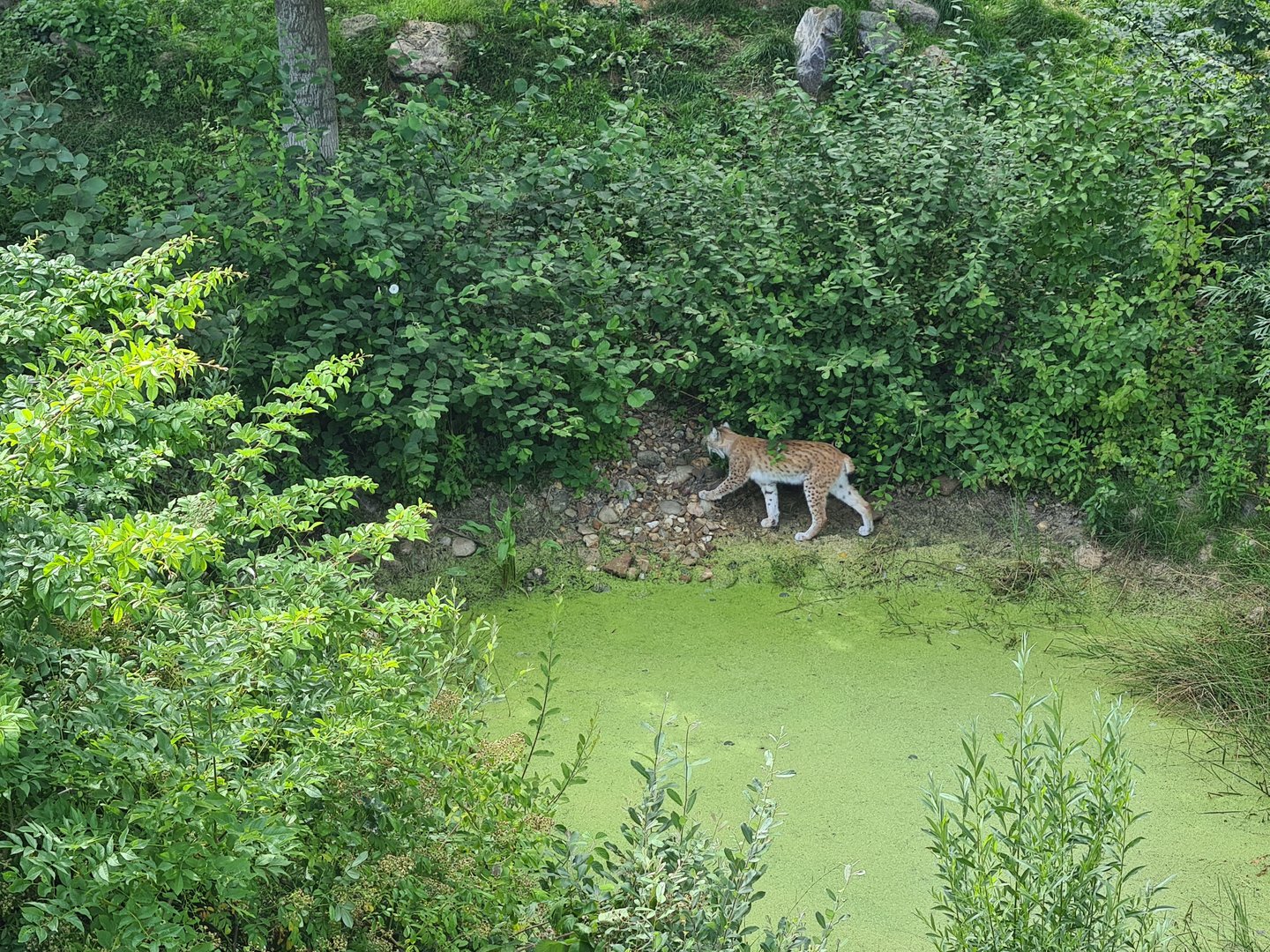 Taiga - European lynx